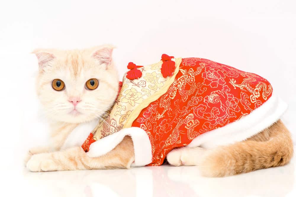 بهترین لباس برای گربه